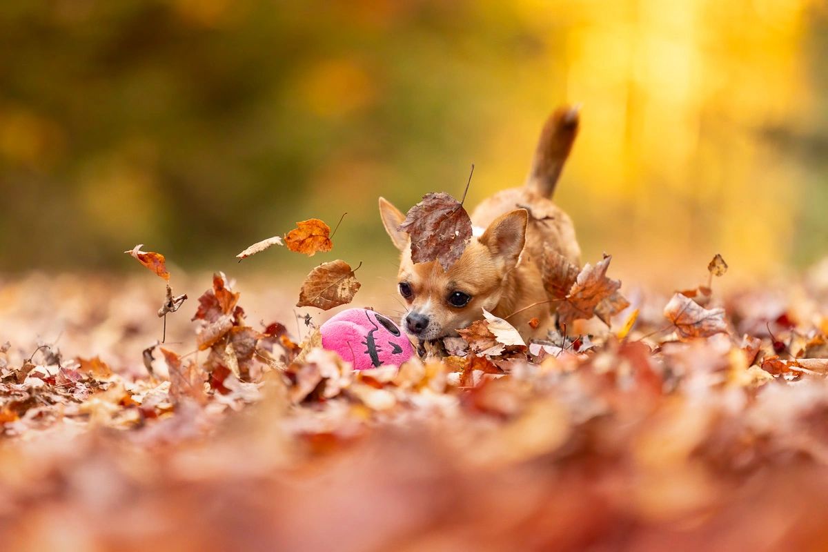 Autumn pet portrait with fall foliage
